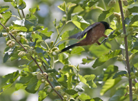 Orchard Oriole 8110